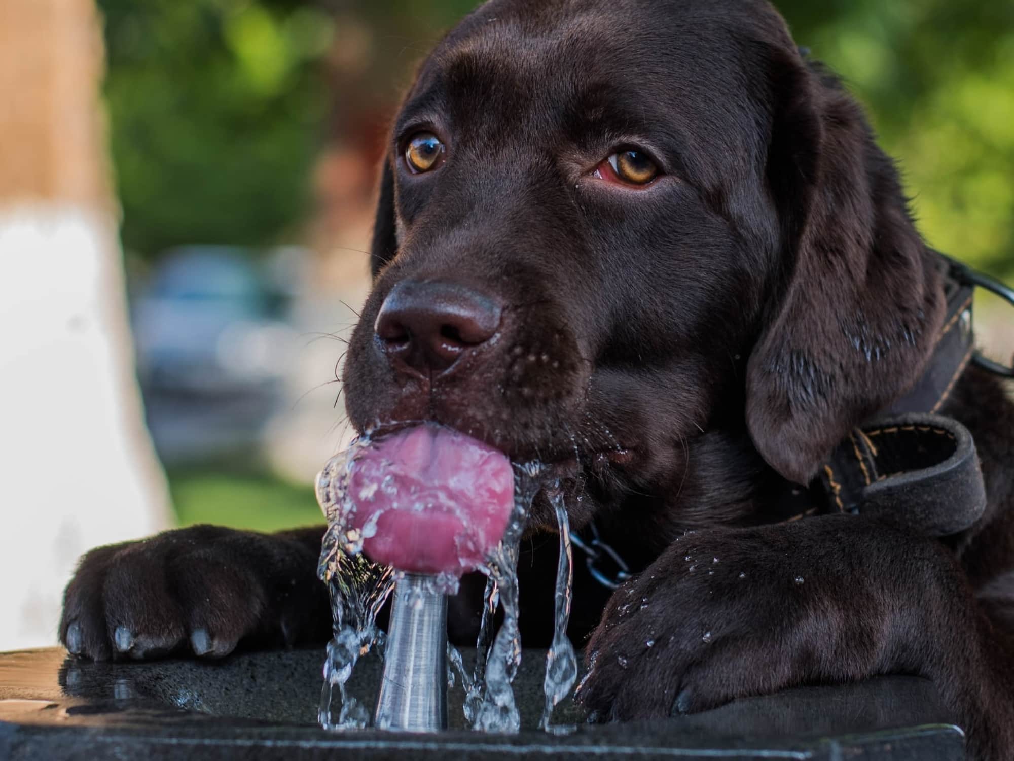 What can i give my dog for constipation 